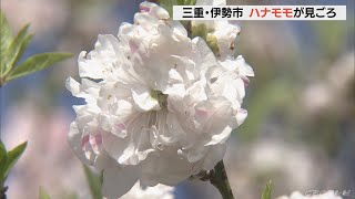 ピンクのハナモモが見ごろ　黄色の菜の花と競演　三重・伊勢市