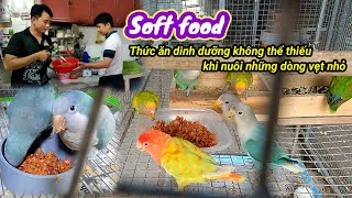 TẦM SƯ học làm soft food cho vẹt screenshot 2