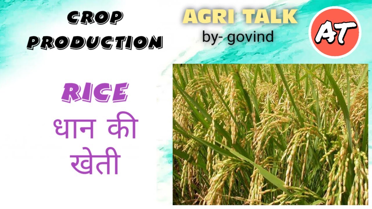 rice in hindi essay