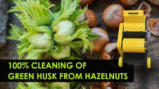 Cleaning of Cosford hazelnuts from green husk. Hazelnut huller machine