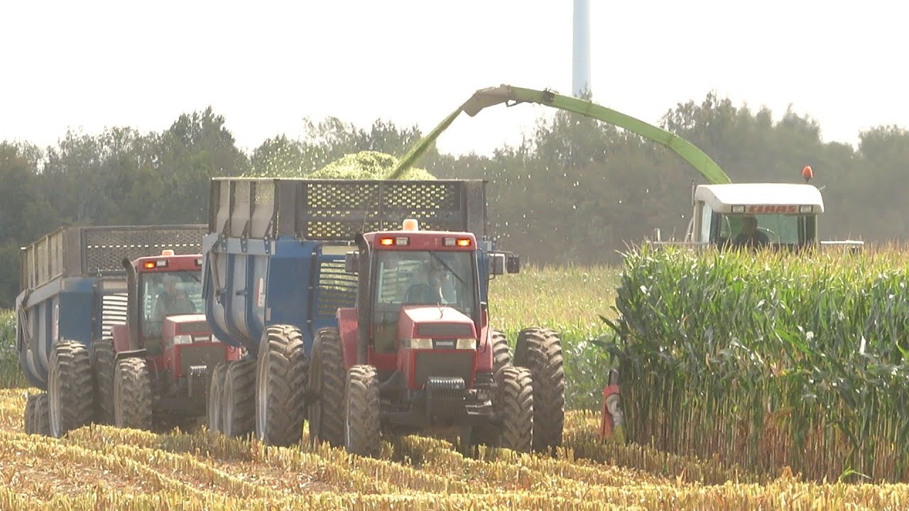 Corn Silage 2020 | Claas Jaguar 840 Chopping Corn Silage With 3 Case IH Magnums | Ontario, Canada