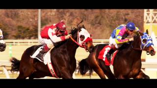 World's Fastest Athletes - Horse Power