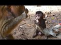 He turns on the charm, but his wishes don't come true. Baby monkey / 愛嬌ふりまく赤ちゃん猿 monpai monyet