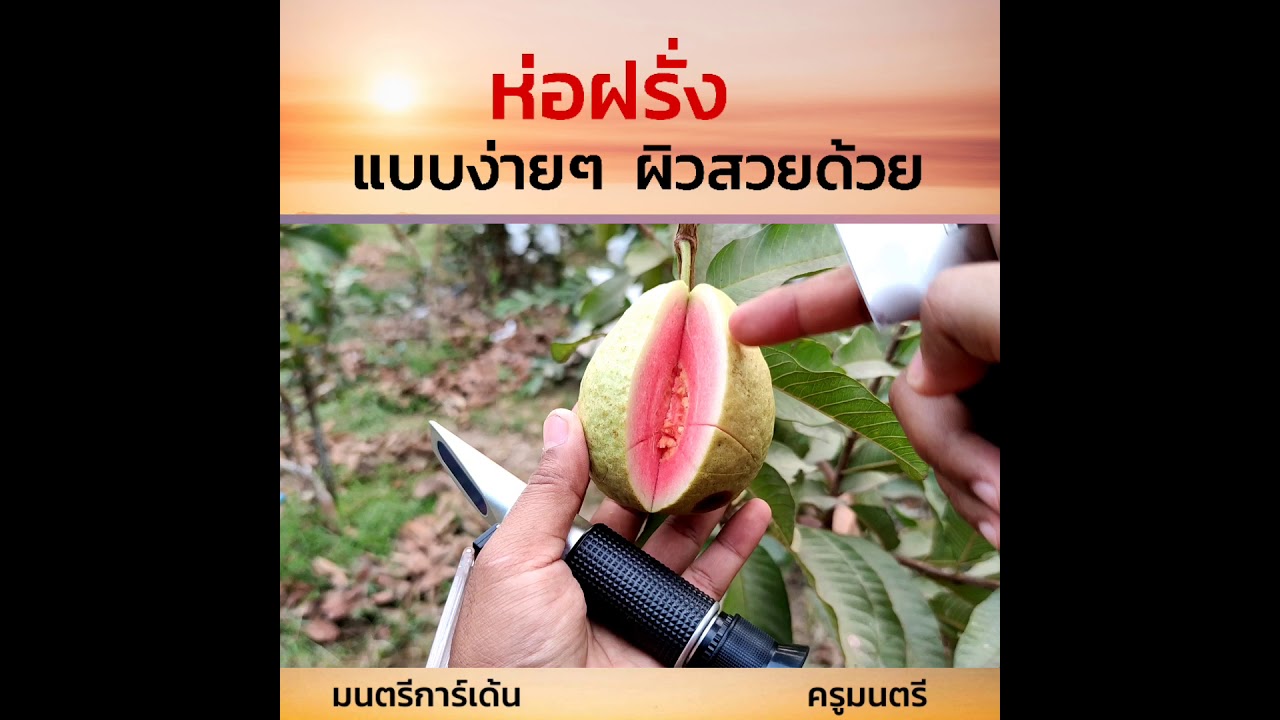 ห่อฝรั่งแบบง่ายๆ
