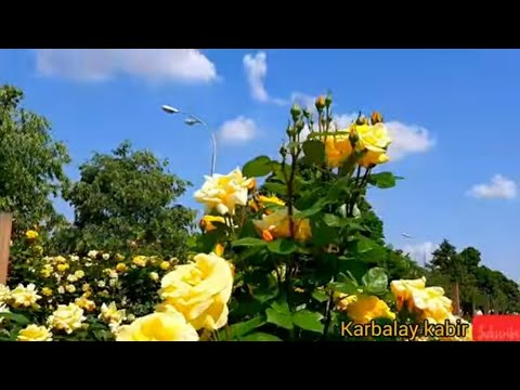 Die schönsten Blumen bas Tages#قشنگترین#شکوفه#گل رز 25.Juli.2023