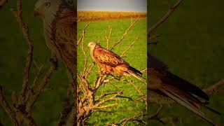 A Moment Of Connection With A Red Kite. Th