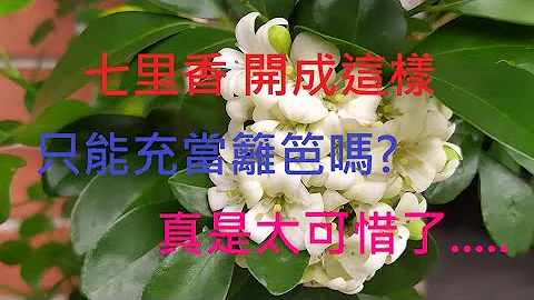 [七里香种植]01 七里香时常被拿来充当篱笆 但如何种可以既是篱笆又有树的效果 又如绣球花开花的感觉 有兴趣的可看一下.... - 天天要闻