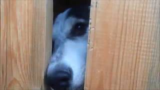 Жизнь собак в отлове.Полигон ТБО. Ханты-Мансийк Жизнь собак в отлове.Полигон ТБО. Ханты-Мансийк
