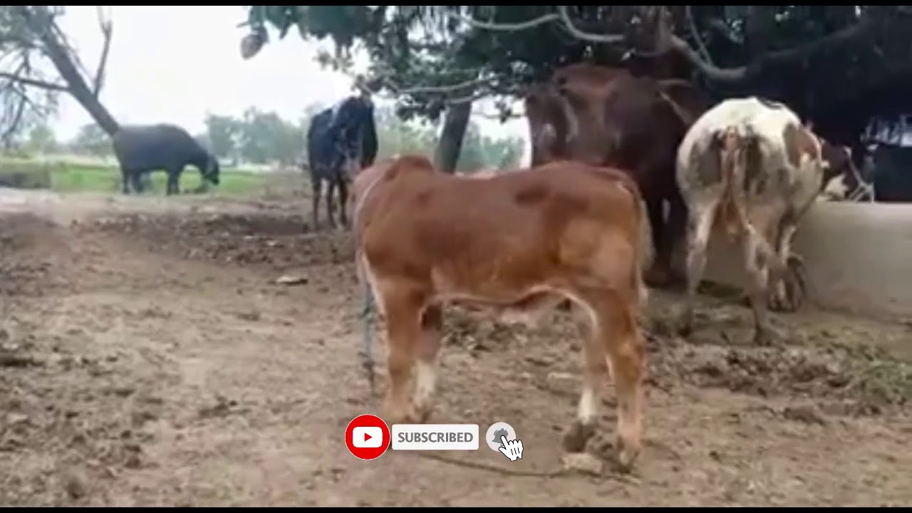 Calf farming in Pakistan Calf for sale in Pakistan Friesian Calf