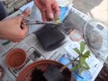 Cómo hacer un Bonsai? parte 1 (Muy fácil!)