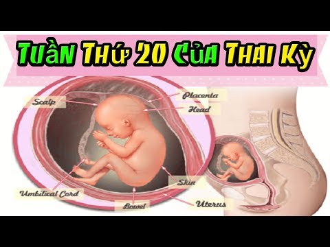 Video: 20 Tuần Của Thai Kỳ: Cảm Giác, Sự Phát Triển Của Thai Nhi