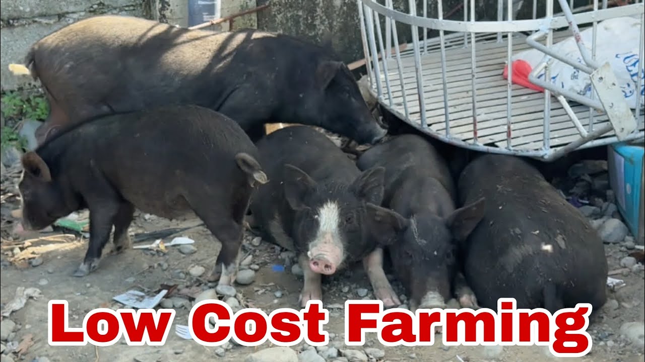 Native Pigs Farming - Low Maintenance But High in Profit Farming Business