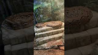 Angry Python waiting for food