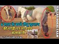 6 साल के बच्चे टीपू सुल्तान की घोड़ी पर कलाकारी देखकर चौंक जाएंगे आप -Kallar  Horse Farm Jodhpur