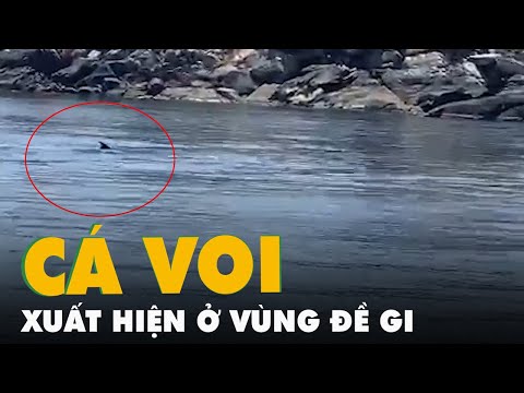 Video Hai con cá voi xanh khổng lồ bất ngờ xuất hiện ở vùng... - youtube