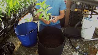 Potting a pepper plant in a grow bag