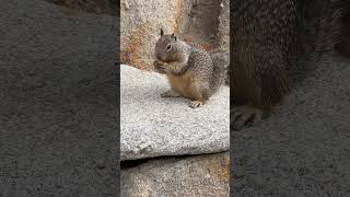 Cute Squirrel Eating
