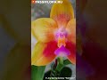 P. Joy Spring Canary “Rainbow”.