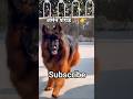 original German shepherd 👉🐕‍🦺 ko kaise👉💯🦮 pahchane👍#german shepherd #viral #trending #shorts 👍❤️