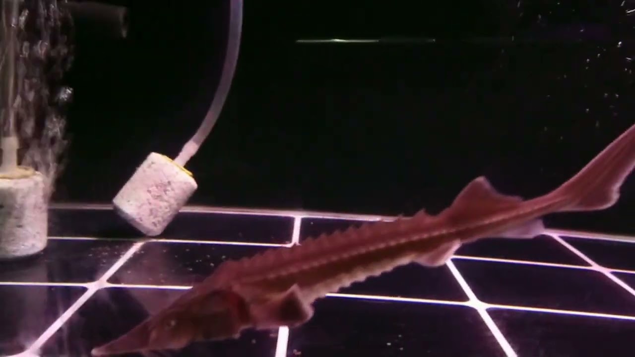 My Sturgeon and Albino Aral Barb growout tank!