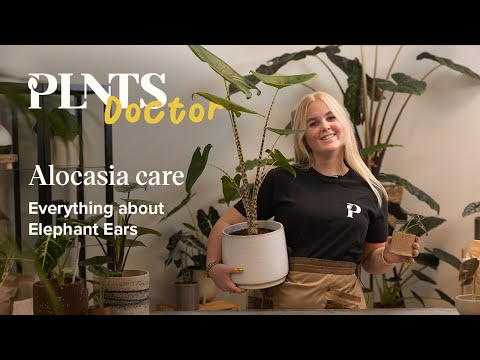 Video: Elephant Tree Plant Info – Erfahren Sie mehr über Operculicarya-Elefantenbäume