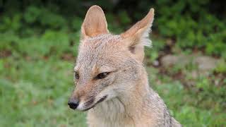 FOXES IN SAN LUIS,ARGENTINA