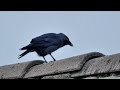 Обыкновенная галка   Corvus monedula