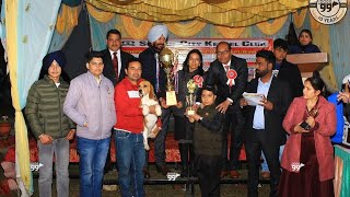 BEAGLE NO.1|| BEST IN SHOW || PUSHPA GUJRAL SCIENCE CITY KAPURTHALA ||