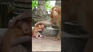 Monkey species: The mother monkey takes good care of her baby when it's easily upset.