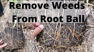 Vigorous Grass Root Weeds in Pot Plant
