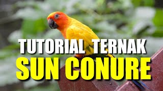 Cara Ternak Burung Sun Conure eps 1