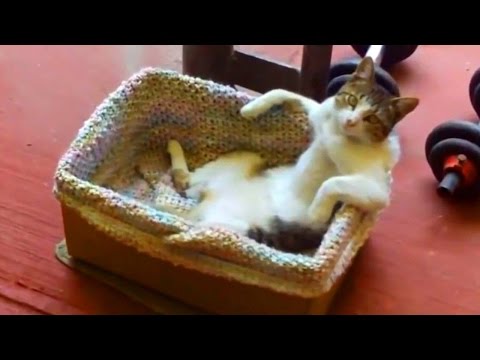 Video: Cat-astrophe: üldine halva käitumisega seotud probleemid ja kuidas neid parandada