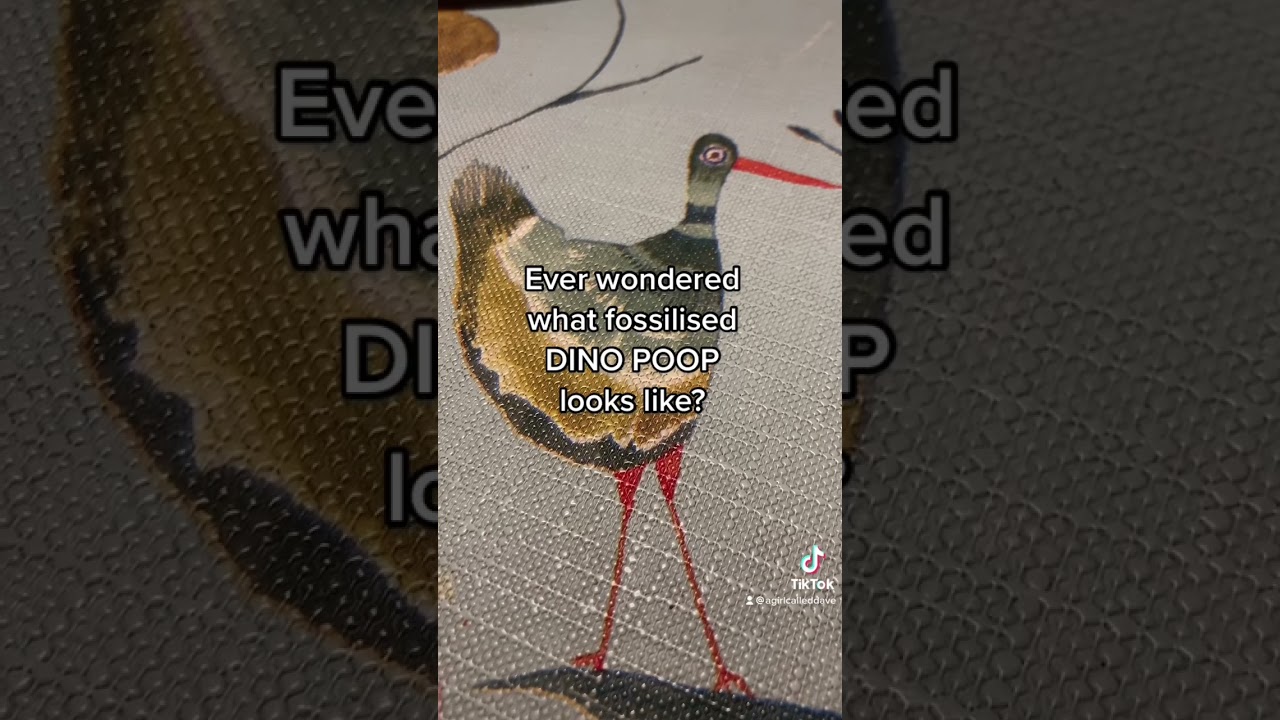 Dinosaur poop coprolite fossil poo dinosaur dung Jurassic coast fossils