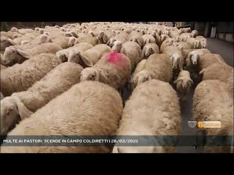 MULTE AI PASTORI: SCENDE IN CAMPO COLDIRETTI | 26/03/2022