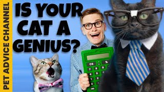 How to tell if a cat is smart - 5 ways by Pet Advice Channel 46 views 2 years ago 5 minutes, 38 seconds