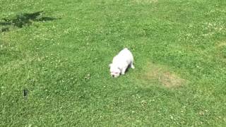 English Bulldog Puppies by issoldda 13 views 6 years ago 1 minute, 6 seconds