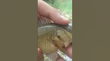 Câu cá rô đồng và thác lác