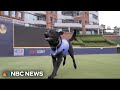 Meet the official bat dog for the Durham Bulls baseball team