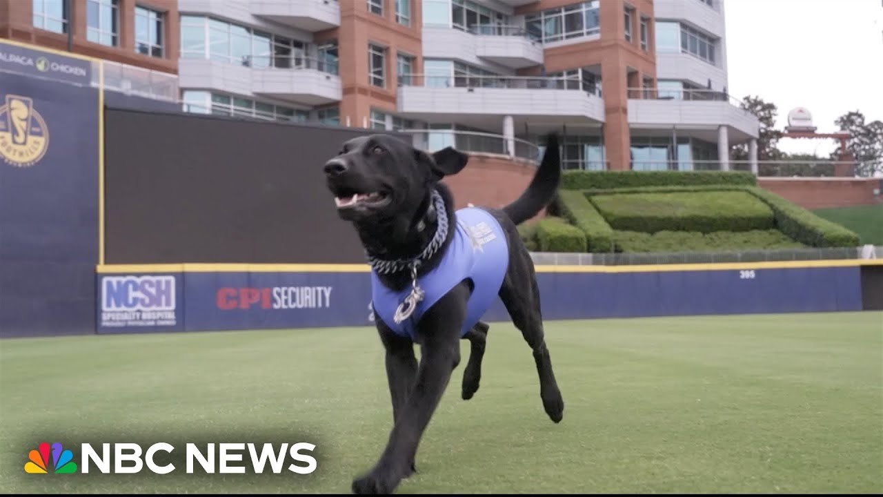 Meet the official bat dog for the Durham Bulls baseball team Meet the official bat dog for the Durham Bulls baseball team