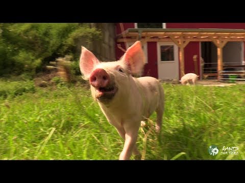 Video: Was sind Ferkel?