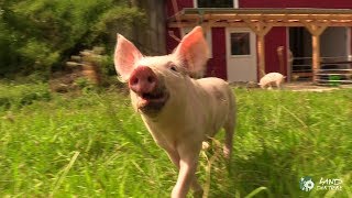 Sauschön Soll Das Leben Sein - Ferkel Rennen Und Spielen