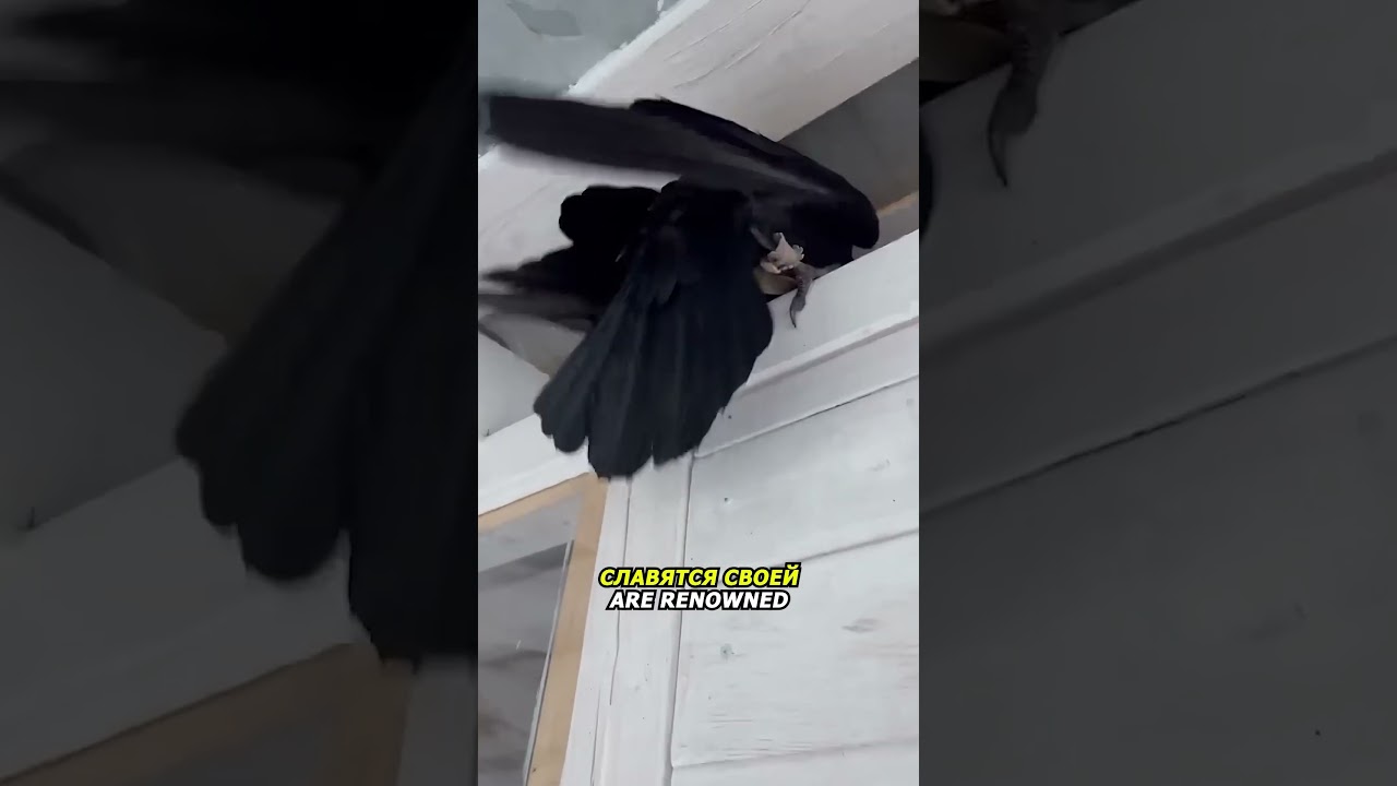 Самый УМНЫЙ ВОРОН