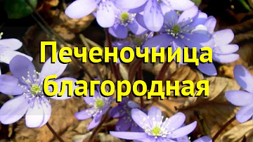 Печеночница благородная. Краткий обзор, описание характеристик, где купить рассада hepatica nobilis