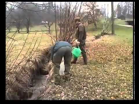 La truite de riviere - Inspection de la pêche du Canton de Berne