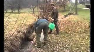 La truite de riviere - Inspection de la pêche du Canton de Berne