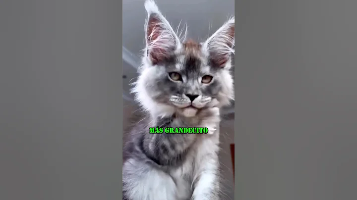 Watch the video about Meet the world's largest cat, the Maine Coon 🥰 #cats