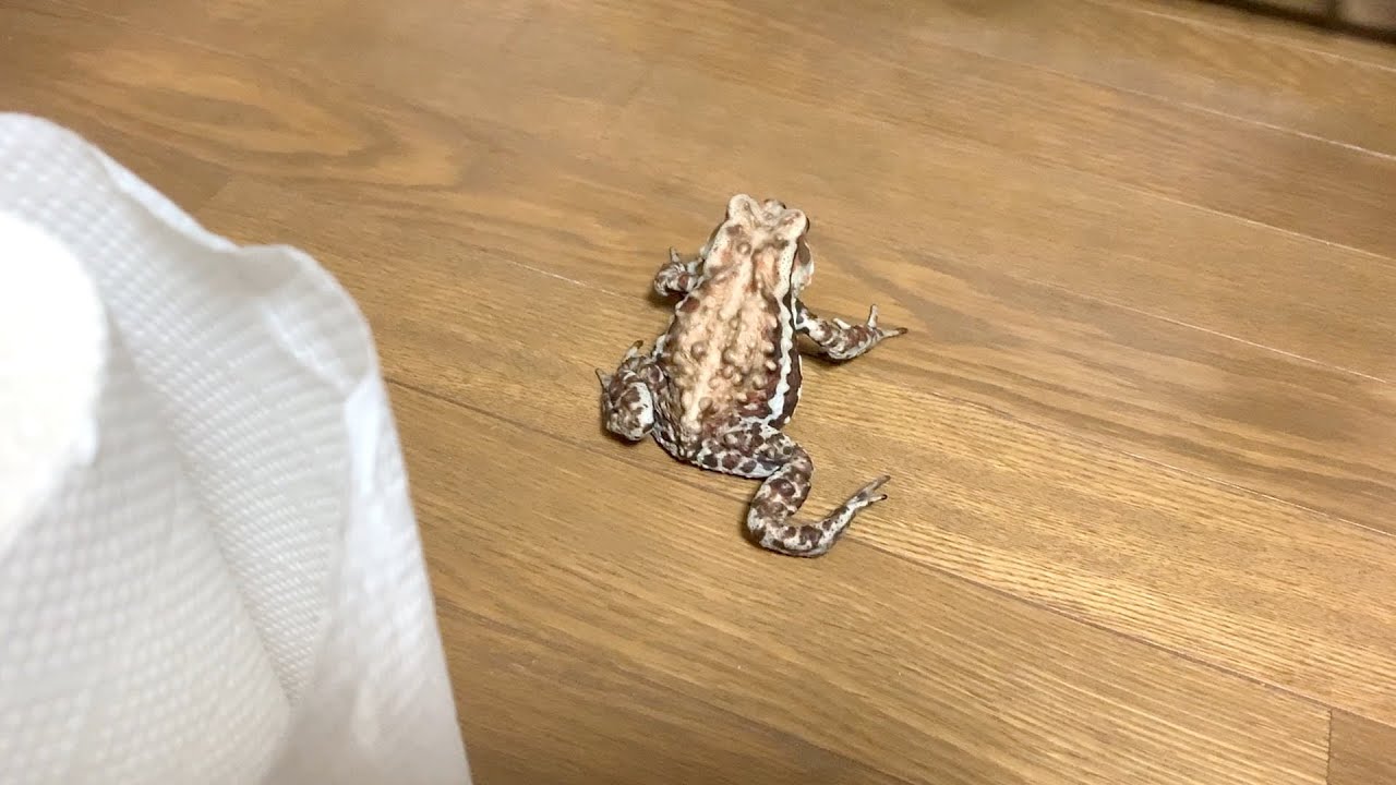 ヒキガエルから目を離したらこうなりました