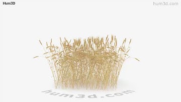 Wheat Field 3D model by 3DModels.org