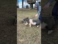 Jase is doing great helping me with videos for breeders