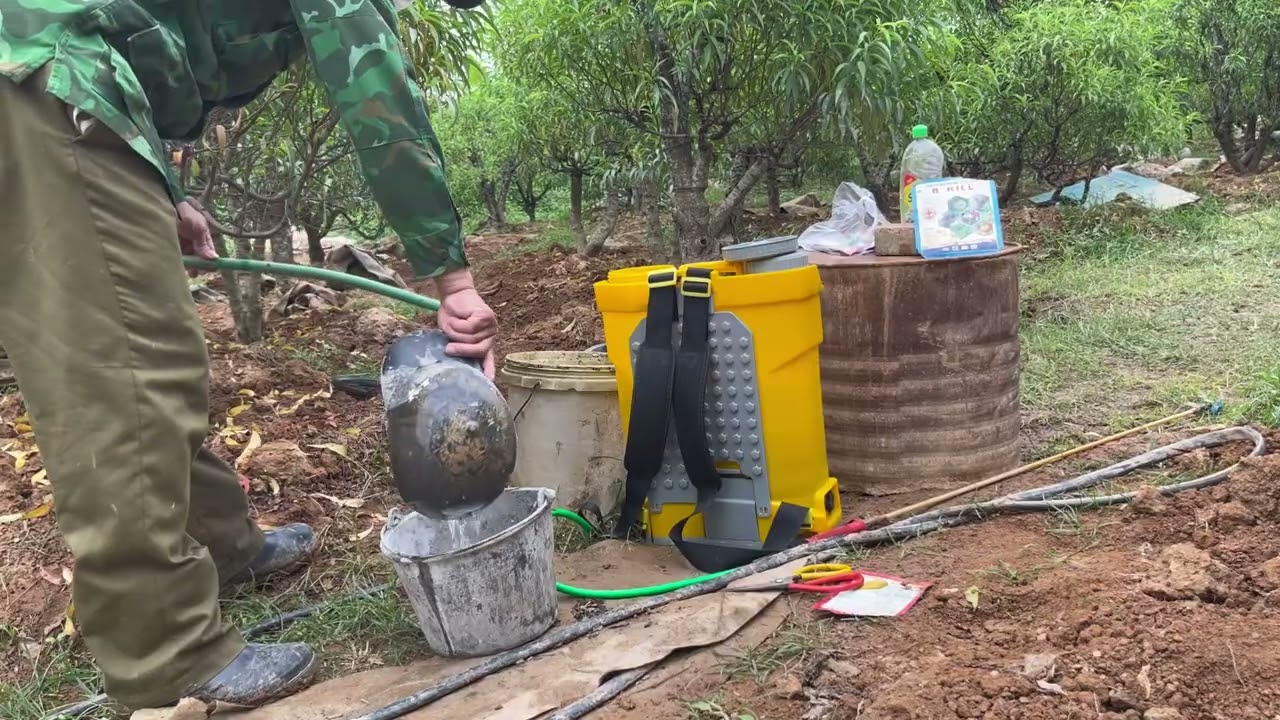 P￼hương pháp điều trị nấm rệp sáp ở cây đào đơn giản mang lại hiệu quả 99%